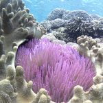 Purple_Anemone_Two