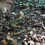 Python_Tangkoko_Nature_Reserve