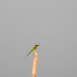 Rainbow_Bee_Eater-Lake_Tempe_Sengkang_Sulawesi