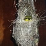 Sahul_Sulawesi_Sunbird_Nesting