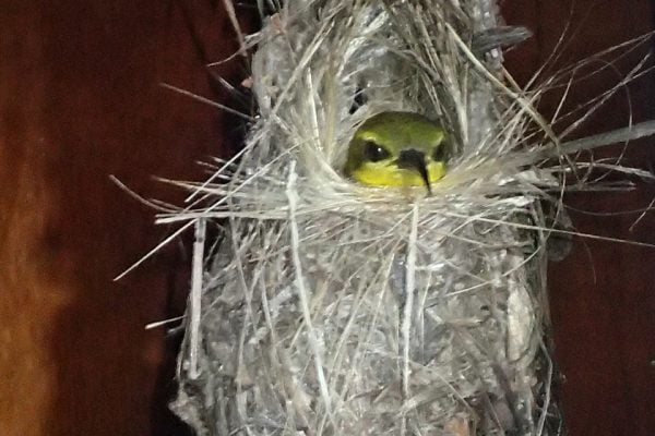 Sahul_Sulawesi_Sunbird_Nesting