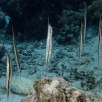 School_of_Razor_Fish