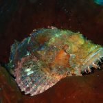 Scorpion_Fish_on_Sponge