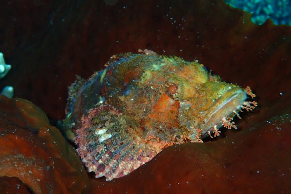 Scorpion_Fish_on_Sponge