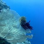 Sea_Fan_at_6_Meters
