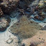 Wobbegong_Shark_Raja_Ampat_West_Papua_Indonesia