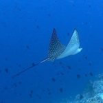 Spotted_Eagle_Ray