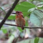 Sulawesi_Kingfisher_Arco_Birdwatching_Group_from_Taiwan