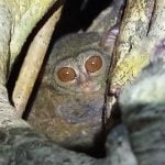 Tarsier_Monkey_Tarsius_Spectrum_Tangkoko_Nature_Reserve