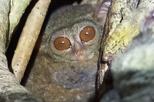 Tarsier_Monkey_Tarsius_Spectrum_Tangkoko_Nature_Reserve