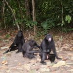 Three_Black_Crested_Macaques_Tangkoko_Nature_Reserve