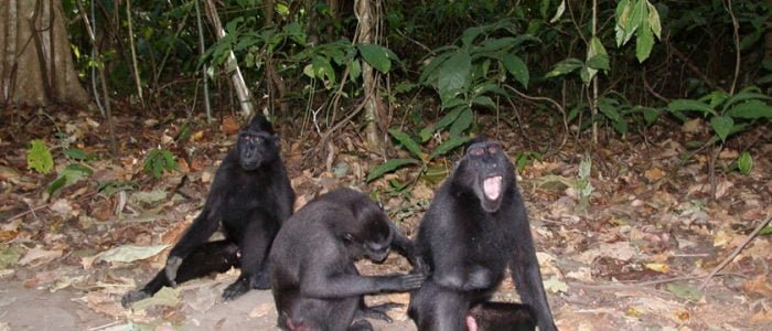 Three_Black_Crested_Macaques_Tangkoko_Nature_Reserve
