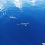 Three_Dolphins_in_a_Clear_Sea
