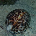 Tiger_Cowry