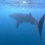 Whale_Shark_Gorontolo_Two