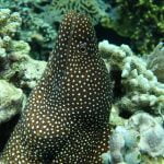 White_Mouth_Moray_Eel