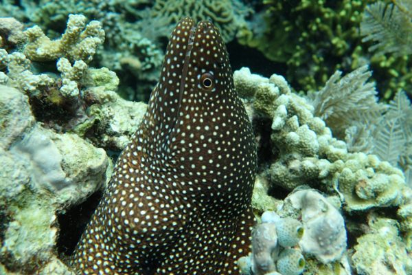White_Mouth_Moray_Eel