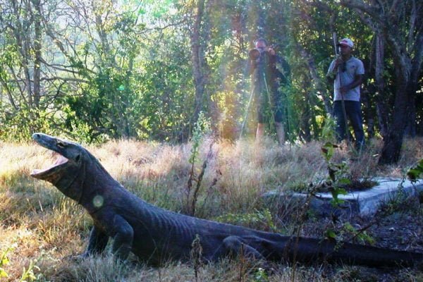 Yawning_Drago_Komodo_National_Park