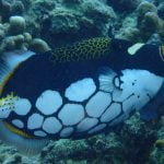 Clown_Triggerfish_Banda_Islands_Indonesia