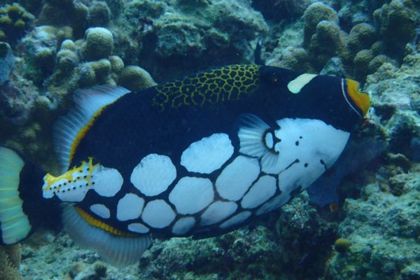 Clown_Triggerfish_Banda_Islands_Indonesia