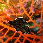 Flatworm_on_Coral_Bunaken_Marine_Park