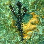 Ghost_Pipe_Fish_Lembeh