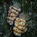 Nudibranch_Raja_Ampat_West_Papua_Indonesia