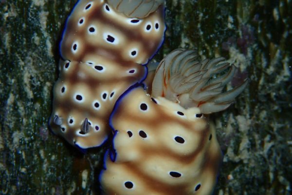 Nudibranch_Raja_Ampat_West_Papua_Indonesia
