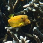 Yellow_Box-Fish_Raja_Ampat_West_Papua_Indonesia