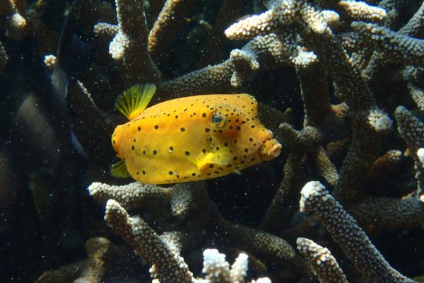 Yellow_Box-Fish_Raja_Ampat_West_Papua_Indonesia