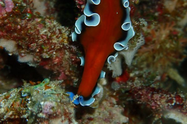 Red_Flat_Worm_Raja_Ampat_West_Papua_Indonesia