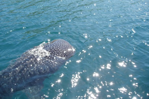 Whale_Shark_Rinca_Komodo_National_Park_Flores_East_Nusa_Tenggara_Indonesia