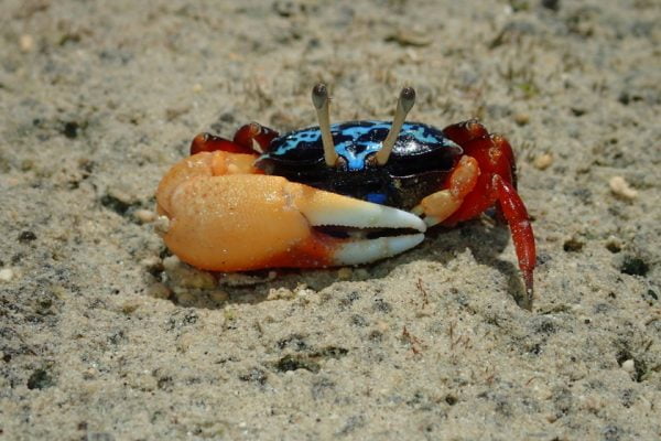 Beach_Crab_Siladen_Manado_Sulawesi