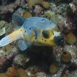 Puffer_fish_Raja_Ampat_West_Papua_Indonesia