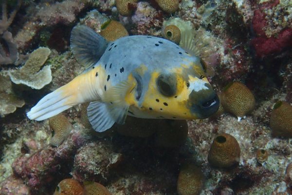 Puffer_fish_Raja_Ampat_West_Papua_Indonesia