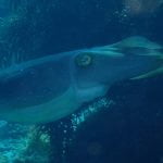 Cuttlefish_Raja_Ampat_West_Papua_Indonesia