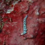 Nudibranch_Raja_Ampat_West_Papua_Indonesia