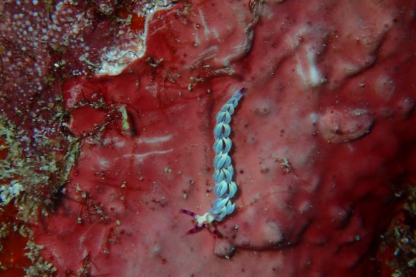 Nudibranch_Raja_Ampat_West_Papua_Indonesia