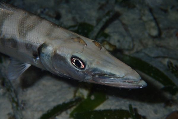 Baraccuda_Raja_Ampat_West_Papua_Indonesia