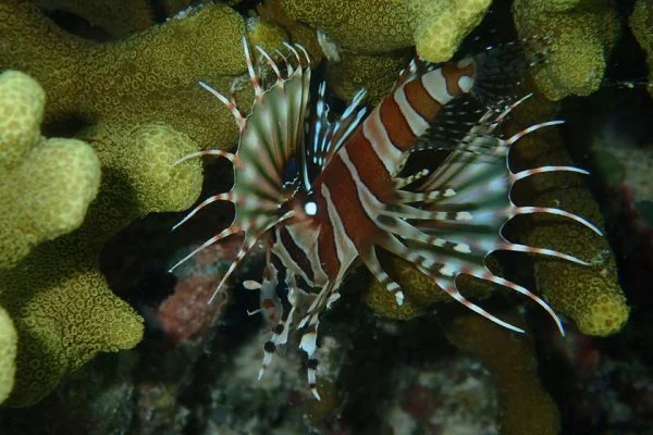 Lionfish_Siladen_Bunaken_Marine_Park_Manado_Sulawesi