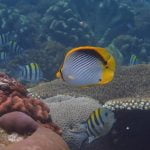 Scorpion_fish_Raja_Ampat_West_Papua_Indonesia