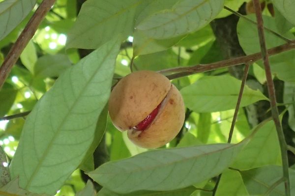 Nutmeg_Fuli_Flower_Spicy_Indonesia