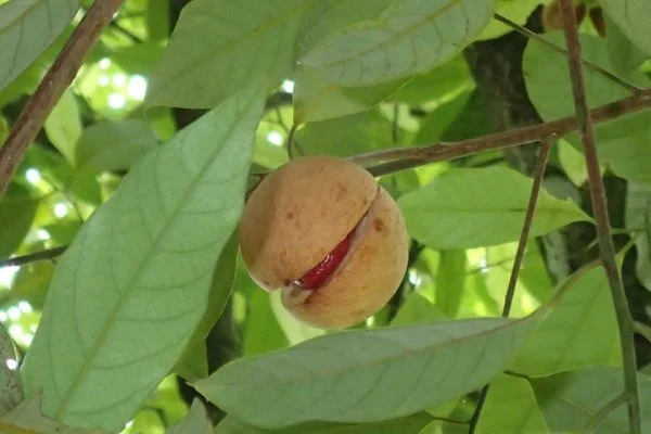 Nutmeg_Fuli_Flower_Spicy_Indonesia