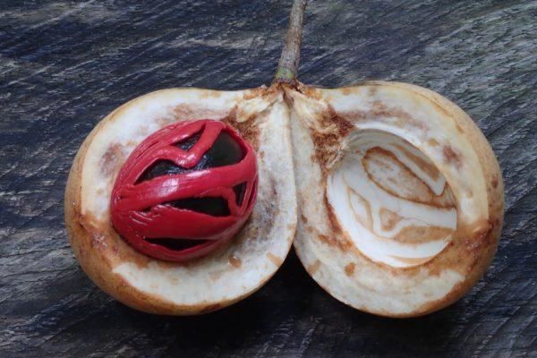 Nutmeg_Fuli_Flower_Spicy_Indonesia