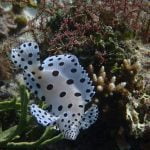 Baramundi_Raja_Ampat_West_Papua_Indonesia