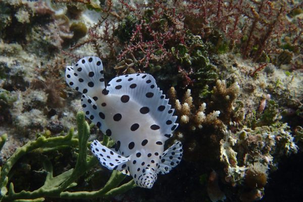 Baramundi_Raja_Ampat_West_Papua_Indonesia