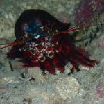 Mantis_Shrimp_Banda_Islands_Indonesia