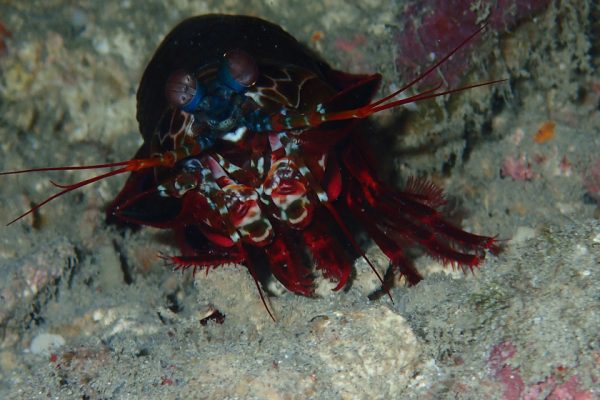 Mantis_Shrimp_Banda_Islands_Indonesia