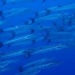 Schooling_Baraccuda_Banda_Islands_Indonesia