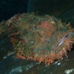 Scorpion_fish_Raja_Ampat_West_Papua_Indonesia